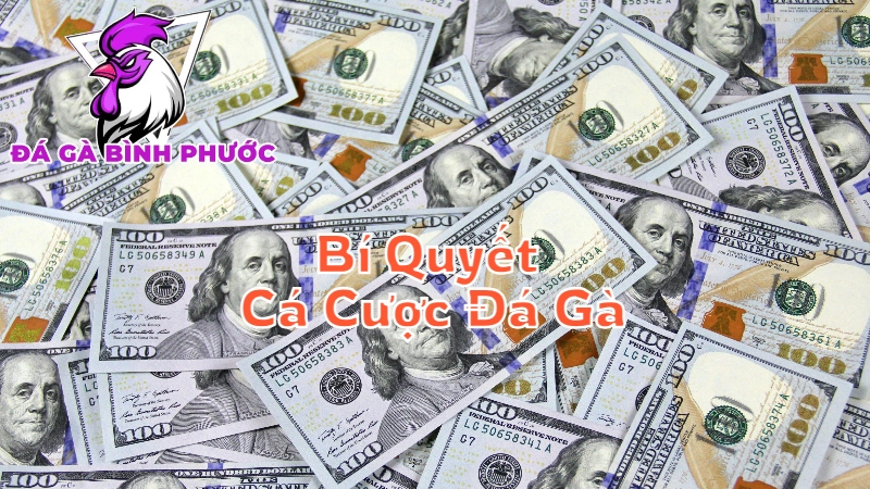 Bí Quyết Cá Cược Đá Gà Tại Bình Phước