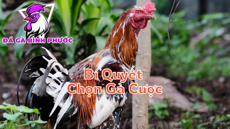 Bí Quyết Chọn Gà Cược Tại Bình Phước