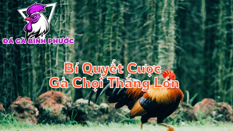 Bí Quyết Đặt Cược Gà Chọi Để Thắng Lớn