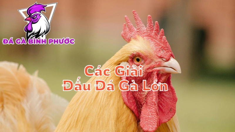 Các Giải Đấu Đá Gà Lớn Tại Bình Phước