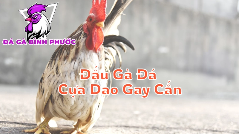 Các Trận Đấu Gà Đá Cựa Dao Gay Cấn Tại Bình Phước