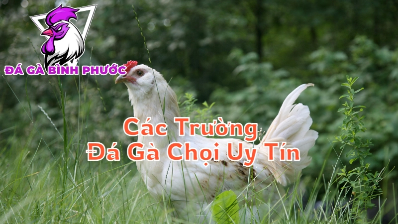 Các Trường Đá Gà Chọi Uy Tín Tại Bình Phước