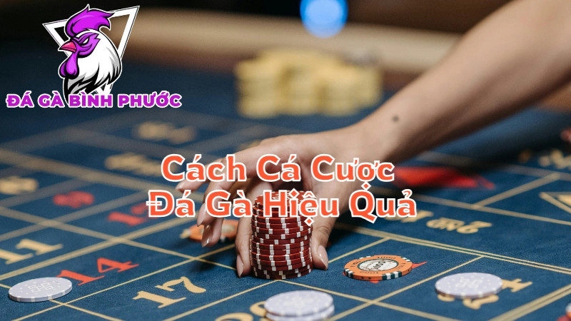 Cách Cá Cược Đá Gà Hiệu Quả Tại Bình Phước