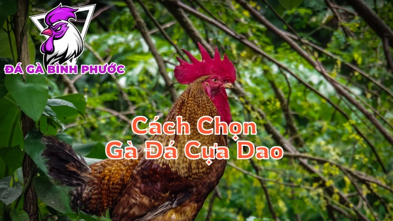 Cách Chọn Chuẩn Xác Gà Đá Cựa Dao Bình Phước