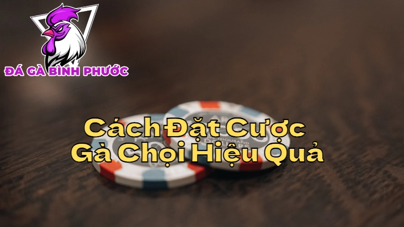 Cách Đặt Cược Gà Chọi Hiệu Quả Tại Bình Phước