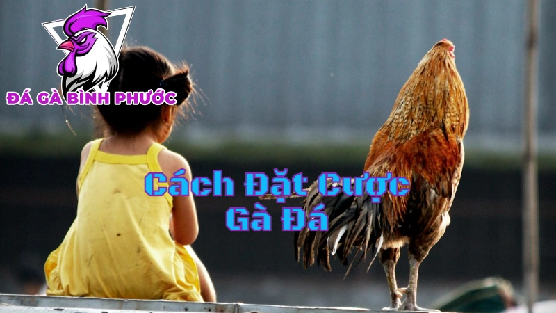 Cách Đặt Cược Gà Đá Bình Phước Hiệu Quả