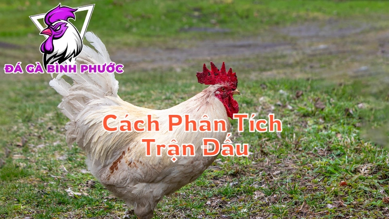 Cách Phân Tích Trận Đấu Khi Xem Trực Tiếp Đá Gà