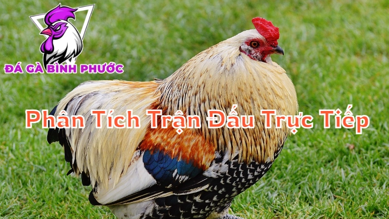 Cách Phân Tích Trận Đấu Trực Tiếp Để Tăng Tỷ Lệ Thắng