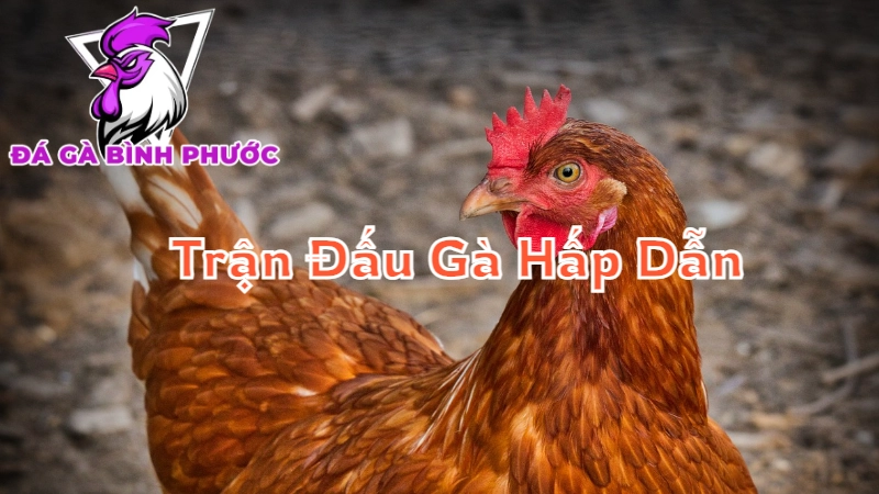 Cách Theo Dõi Trực Tiếp Những Trận Đấu Gà Hấp Dẫn