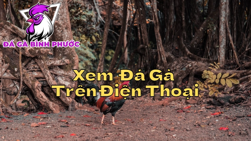 Cách Xem Trên Điện Thoại Trực Tiếp Đá Gà Bình Phước