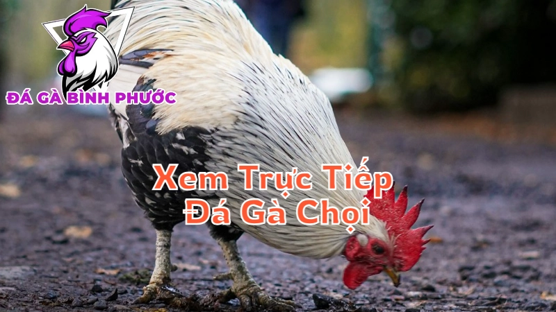 Cách Xem Trực Tiếp Đá Gà Chọi Bình Phước