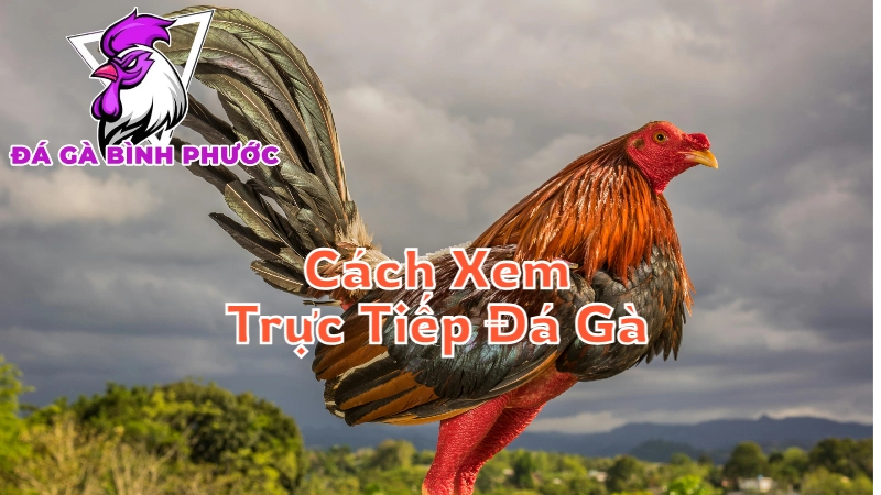 Cách Xem Trực Tiếp Đá Gà Tại Bình Phước Hiệu Quả