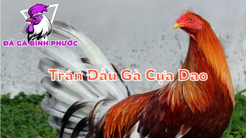 Cách Xem Trực Tiếp Trận Đấu Gà Cựa Dao Tại Bình Phước