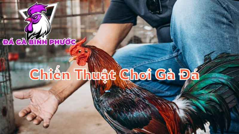 Chiến Thuật Chơi Gà Đá Cựa Dao Hiệu Quả Tại Bình Phước