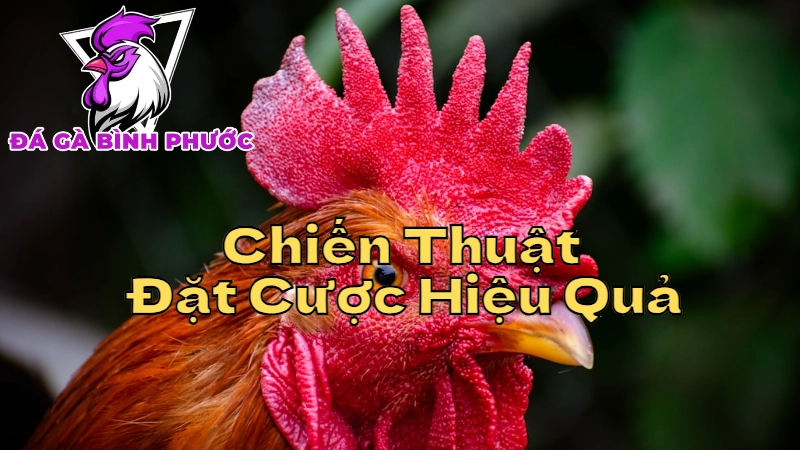 Chiến Thuật Đặt Cược Gà Đá Hiệu Quả