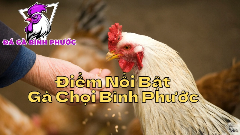 Đặc Điểm Nổi Bật Của Gà Chọi Bình Phước