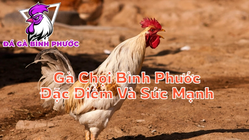 Gà Chọi Bình Phước - Đặc Điểm Và Sức Mạnh Độc Đáo