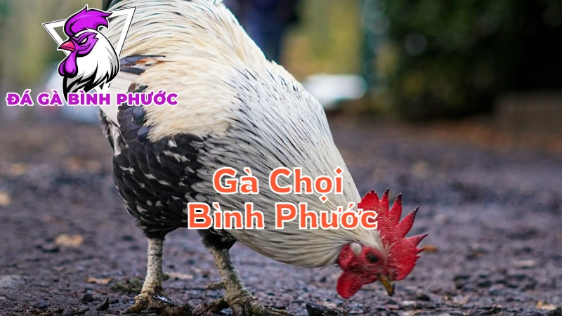 Gà Chọi Bình Phước Trong Các Giải Đấu Gà Toàn Quốc Gia