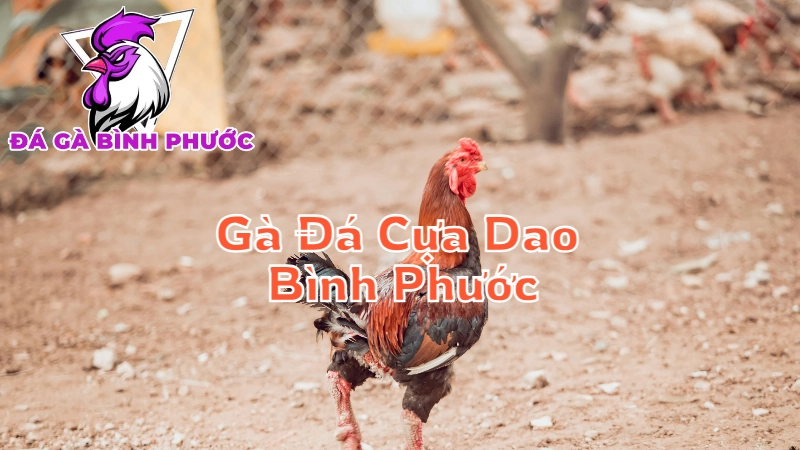 Gà Đá Cựa Dao Bình Phước - Mạnh Mẽ Và Quyết Liệt