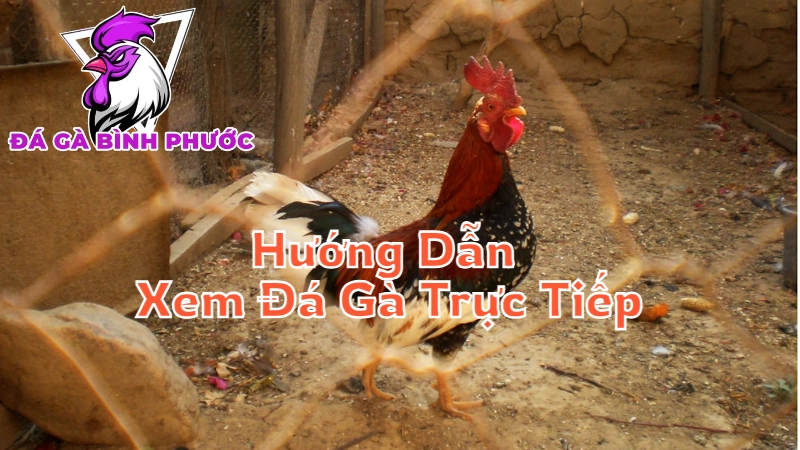 Hướng Dẫn Xem Đá Gà Trực Tiếp Trên Mạng Nhanh Nhất