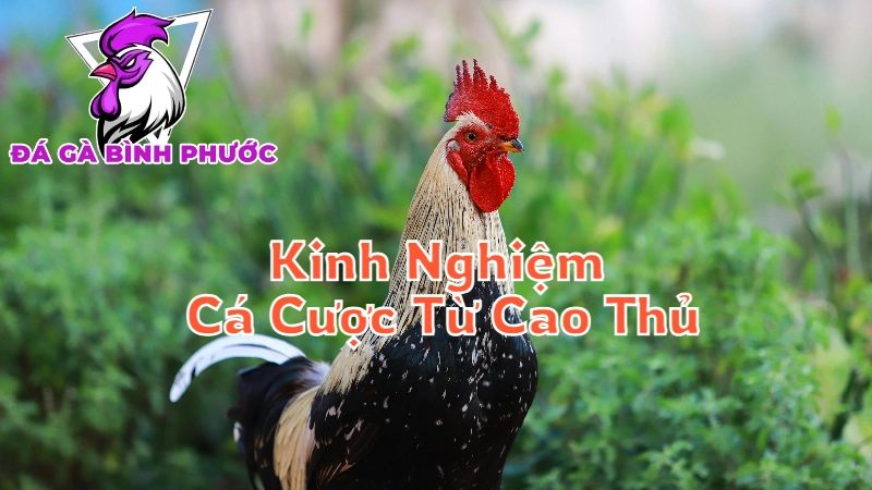 Kinh Nghiệm Cá Cược Đá Gà Từ Cao Thủ Bình Phước