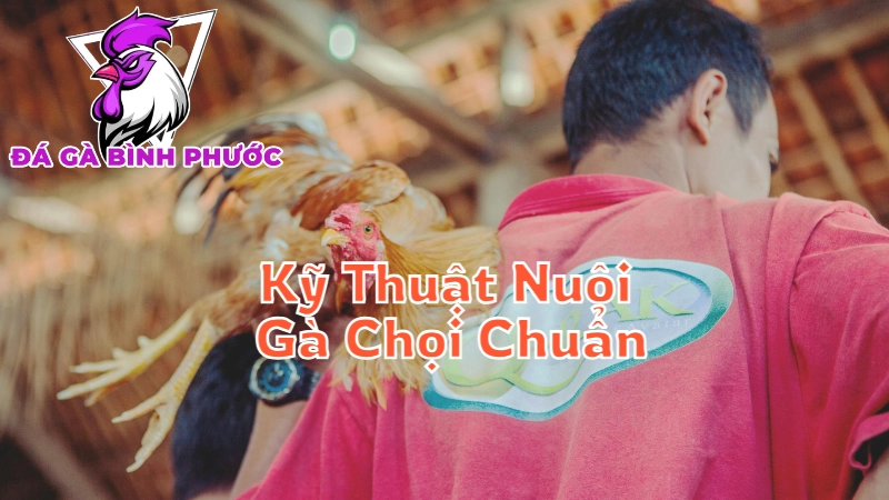 Kỹ Thuật Nuôi Gà Chọi Chuẩn Tại Bình Phước