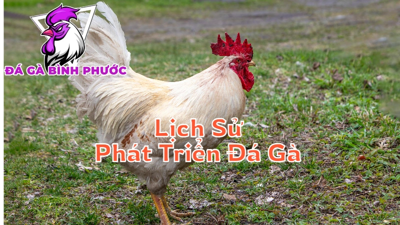 Lịch Sử Phát Triển Đá Gà Tại Bình Phước