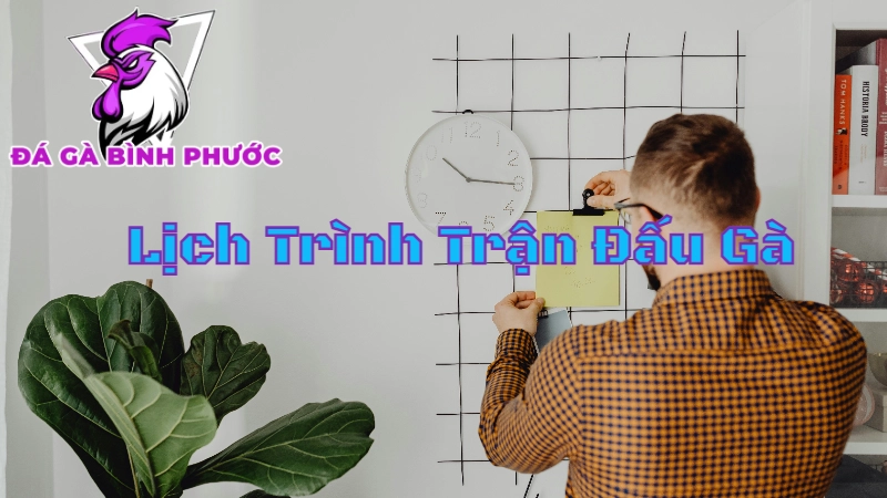 Lịch Trình Trận Đấu Gà Trực Tiếp Hôm Nay Tại Bình Phước