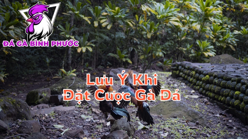 Lưu Ý Khi Đặt Cược Gà Đá Tại Bình Phước