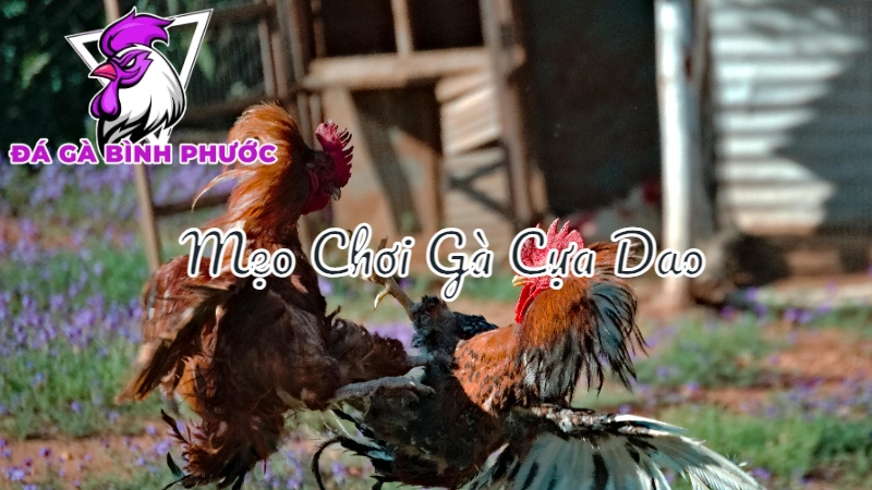 Mẹo Chơi Gà Cựa Dao Để Thắng Lớn Tại Bình Phước