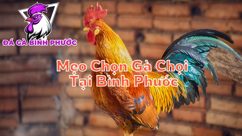 Mẹo Chọn Gà Chọi Tại Bình Phước Theo Kinh Nghiệm Cao Thủ