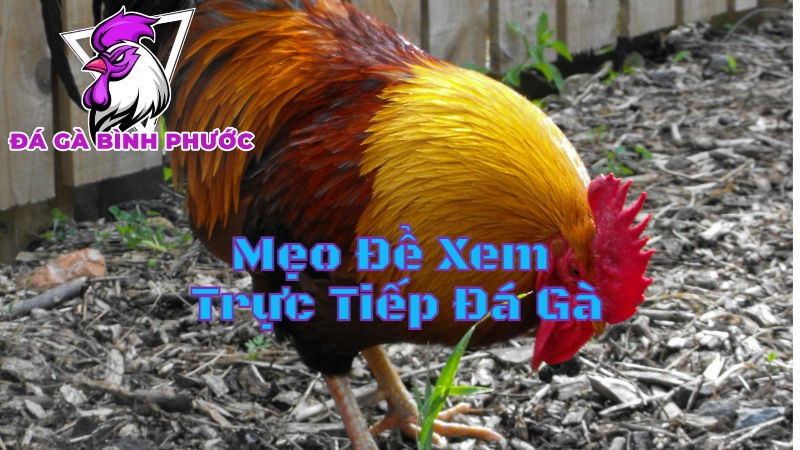 Mẹo Để Xem Trực Tiếp Đá Gà Mà Không Bỏ Lỡ Trận Nào