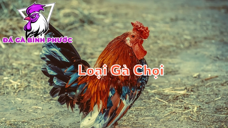 Những Loại Gà Chọi Nổi Bật Ở Bình Phước