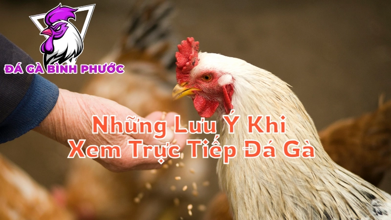 Những Lưu Ý Khi Xem Trực Tiếp Đá Gà Bình Phước