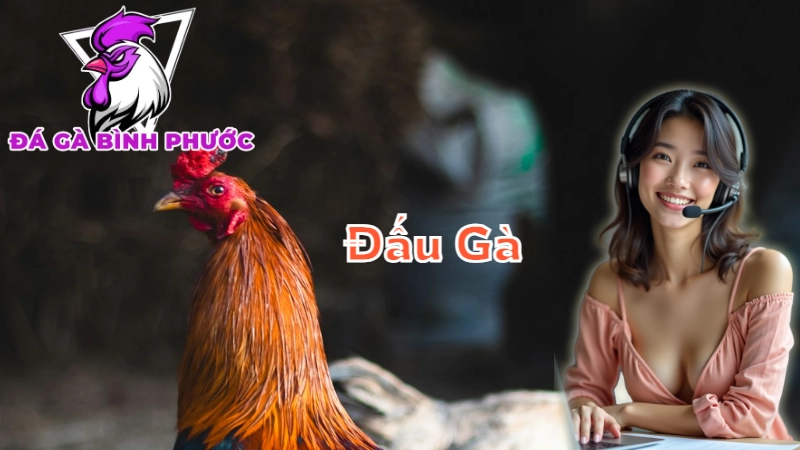 Những Trận Đấu Gà Gay Cấn Tại Bình Phước