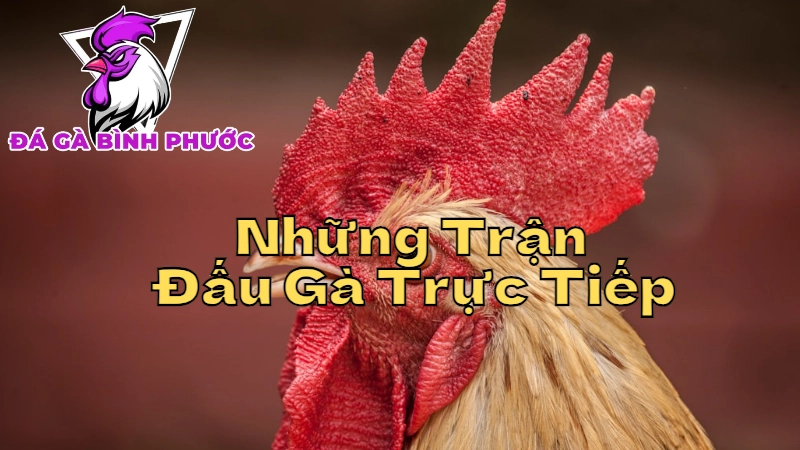 Những Trận Đấu Gà Trực Tiếp Được Mong Chờ Tại Bình Phước