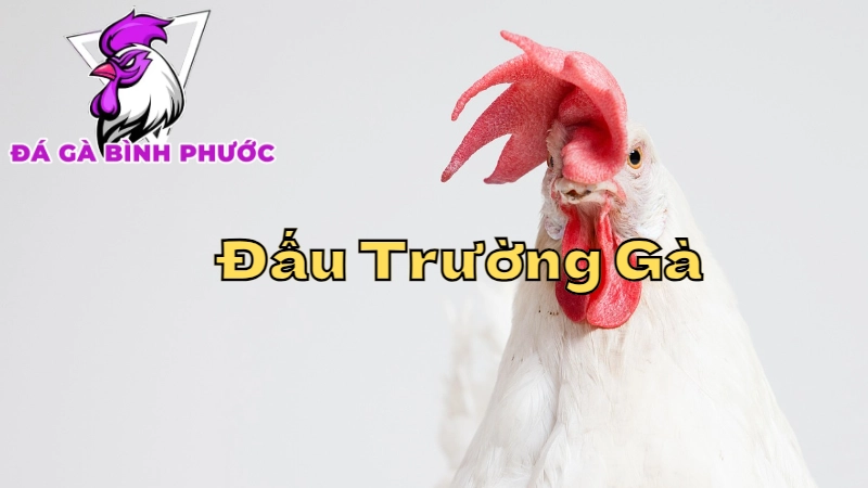 [p1] Các Đấu Trường Gà Uy Tín Tại Bình Phước