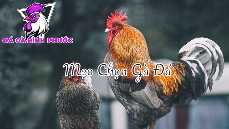 [p1] Mẹo Chọn Gà Đá Hiệu Quả Tại Bình Phước