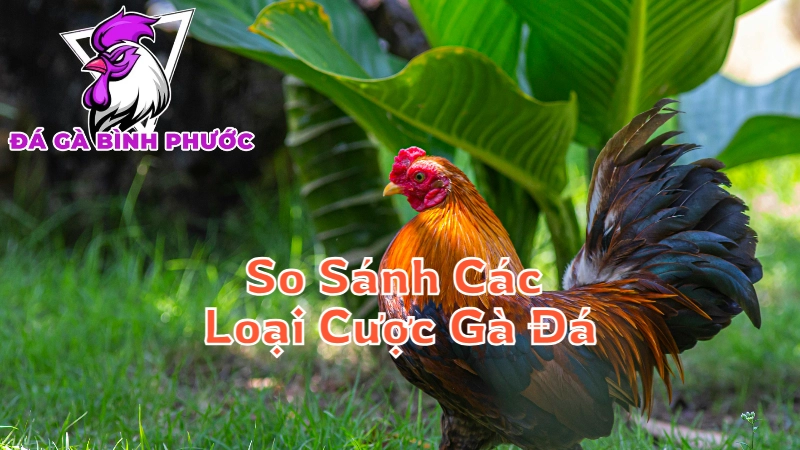 So Sánh Các Loại Cược Gà Đá Ở Bình Phước Và Miền Nam