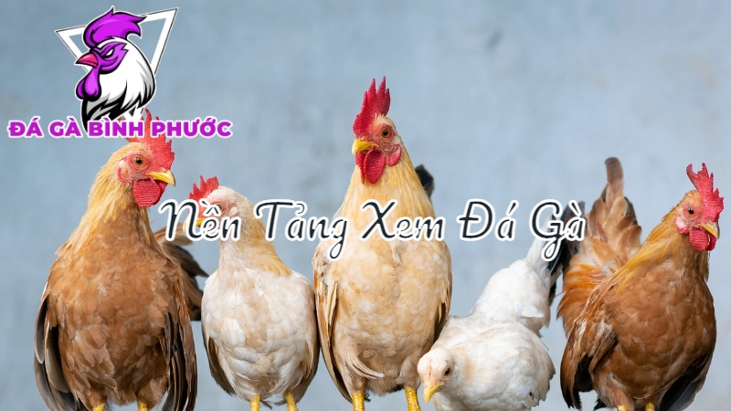 So Sánh Các Nền Tảng Xem Đá Gà Trực Tiếp Tại Bình Phước