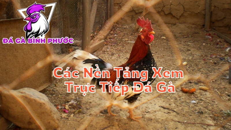 So Sánh Các Nền Tảng Xem Trực Tiếp Đá Gà Uy Tín