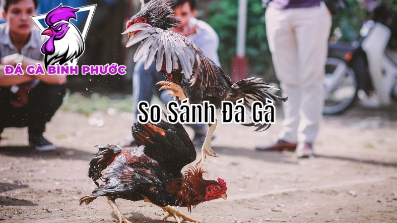 So Sánh Đá Gà Cựa Dao Với Đá Gà Cựa Sắt Tại Bình Phước