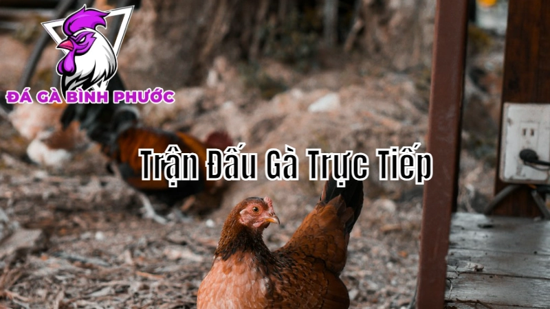 Trận Đấu Gà Trực Tiếp Bình Phước - Những Pha Hấp Dẫn