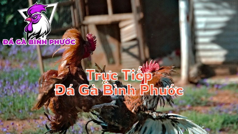 Trực Tiếp Đá Gà Bình Phước - Những Trận Đấu Đỉnh Cao