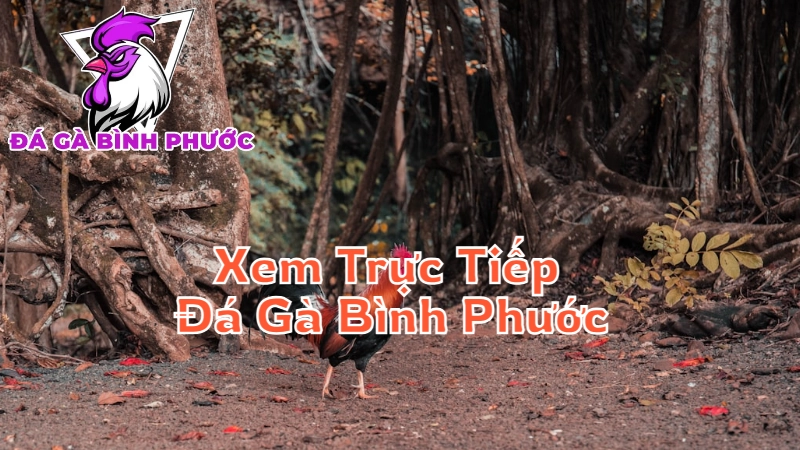 Xem Trực Tiếp Đá Gà Bình Phước Ở Đâu Tốt Nhất